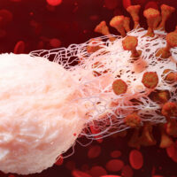 Bạch cầu: Chức năng, phân loại và vai trò đối với sức khỏe