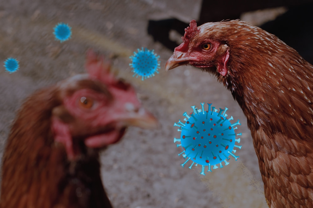 A/H5N1 là một trong các chủng cúm A